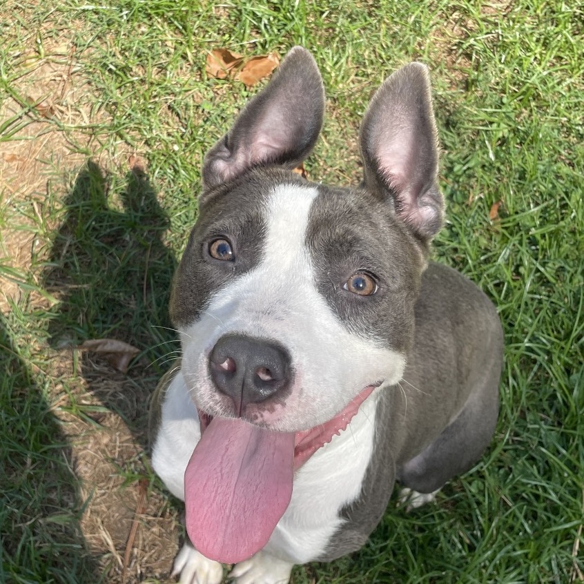 Pit Bull