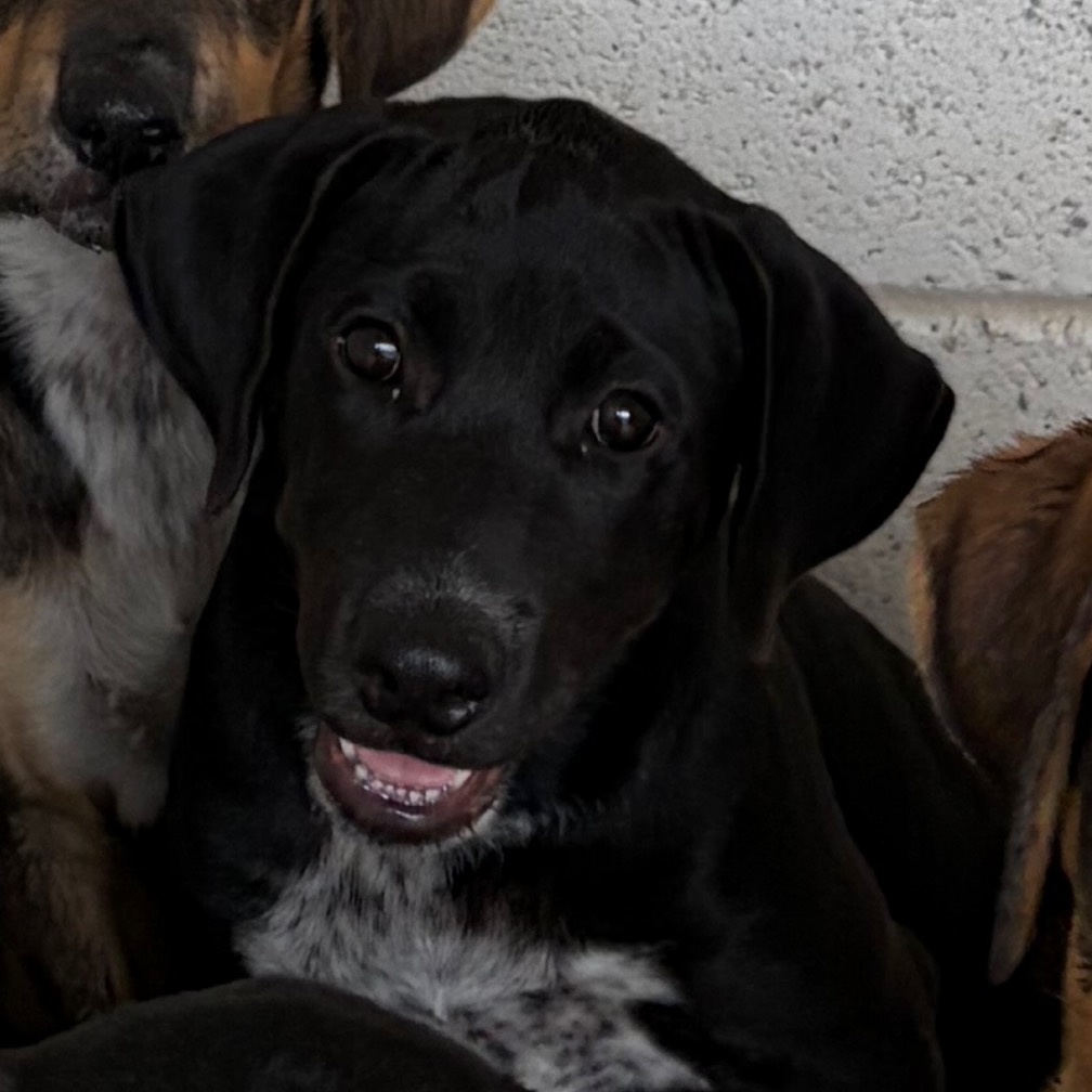 EACS-STRAY-199566_4 - Retriever, Labrador / Shepherd available for adoption