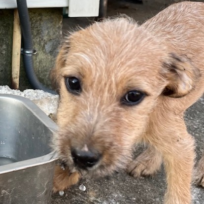 BUDDY - Poodle, Standard / Mixed Breed (Large) available for adoption