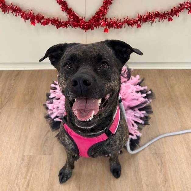 Akemi — thumbnail 5