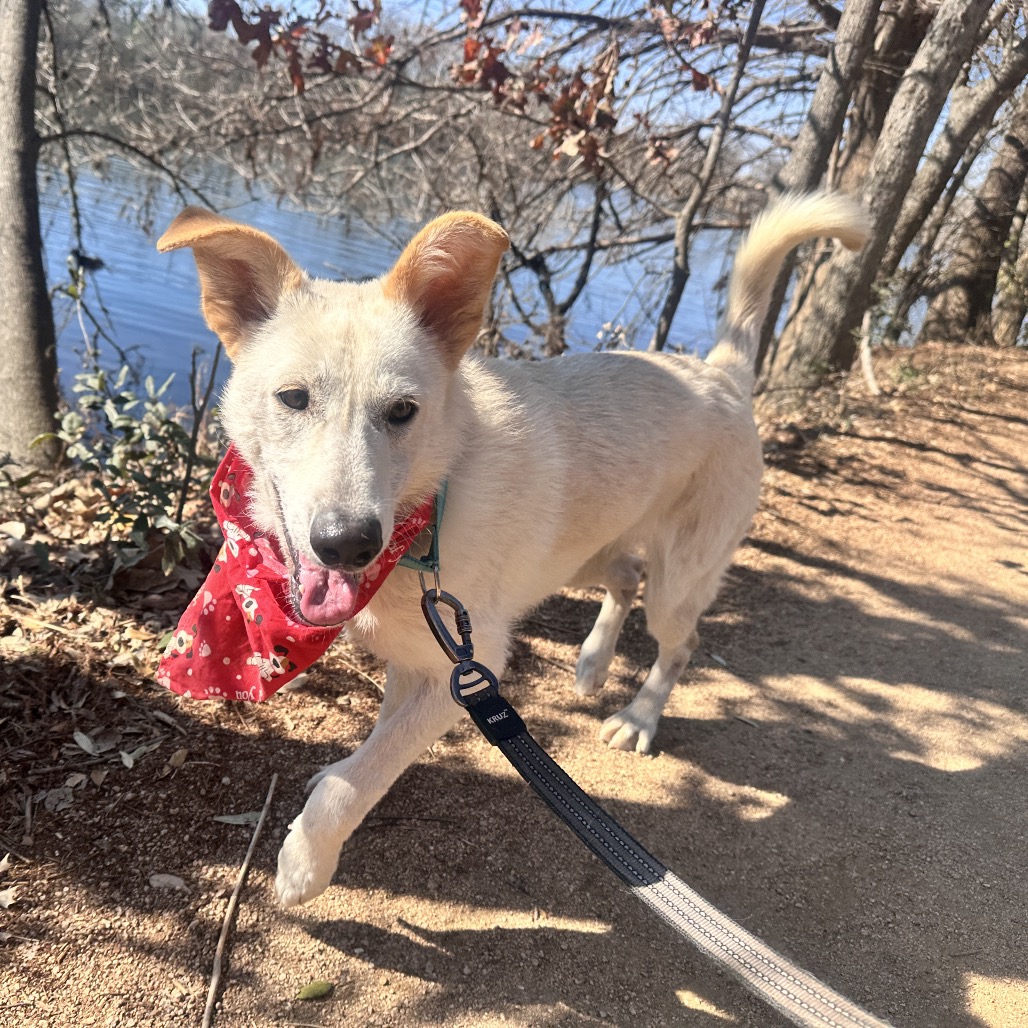 Crinkle Cut — thumbnail 8