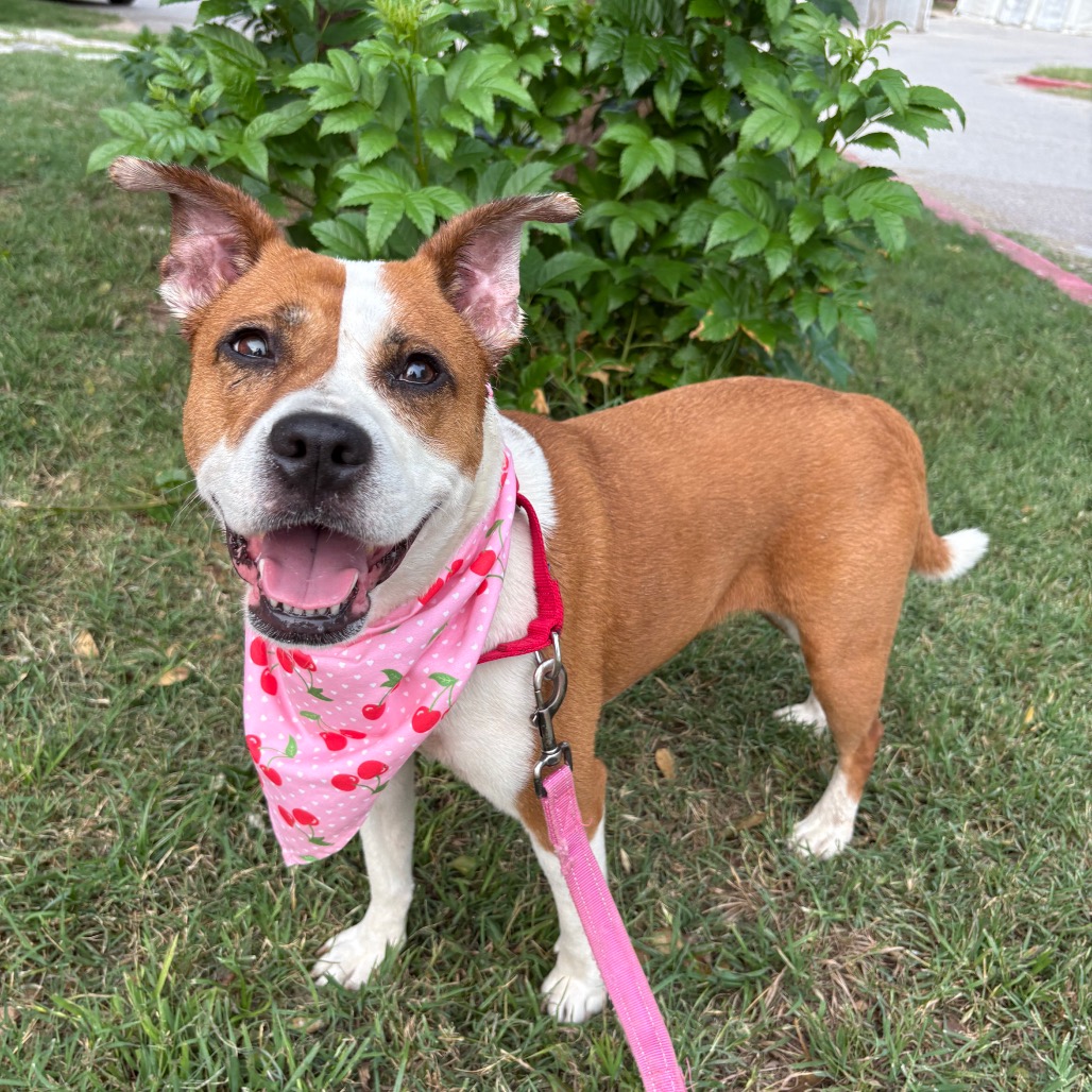 Daisy — thumbnail 9