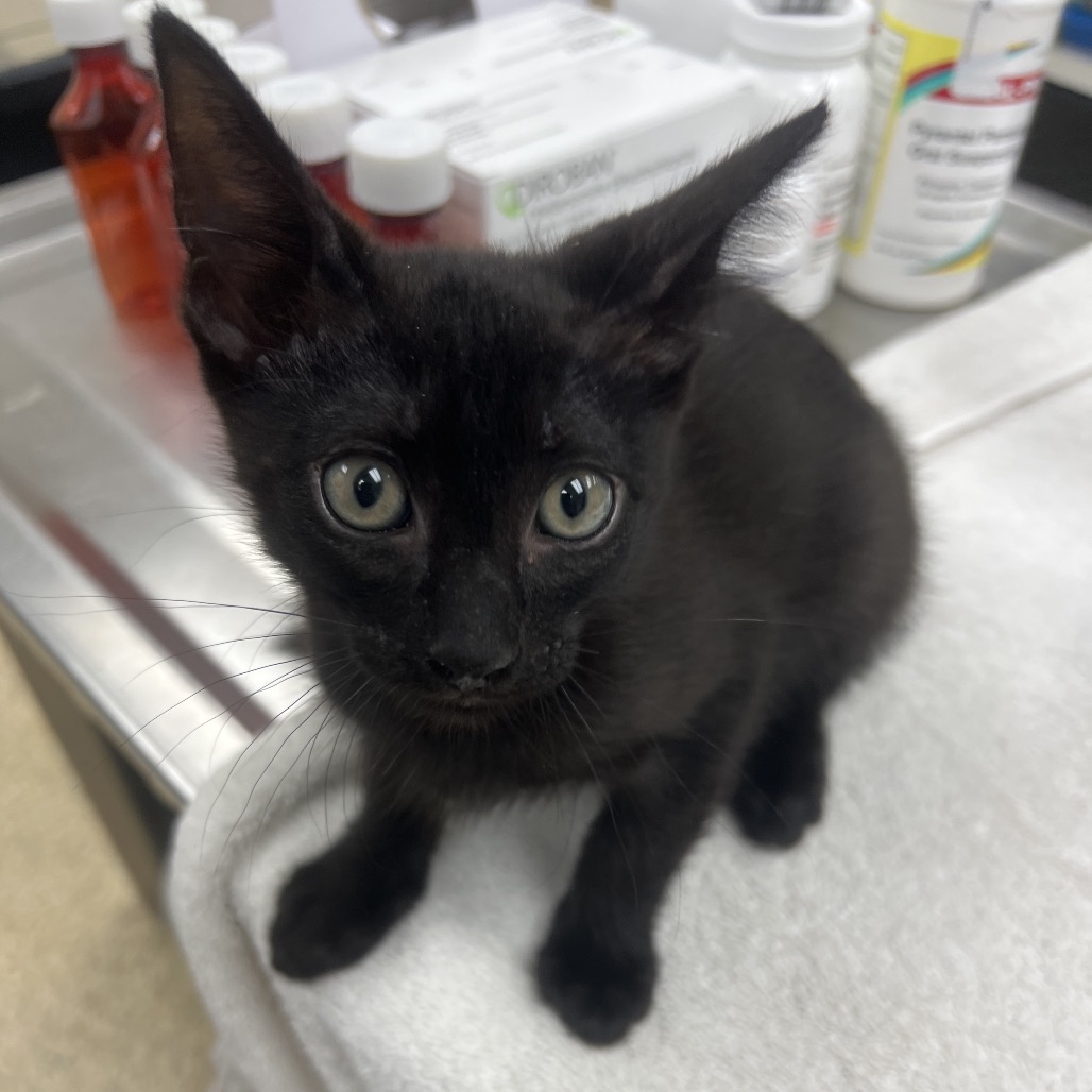 DOVE - Domestic Shorthair available for adoption