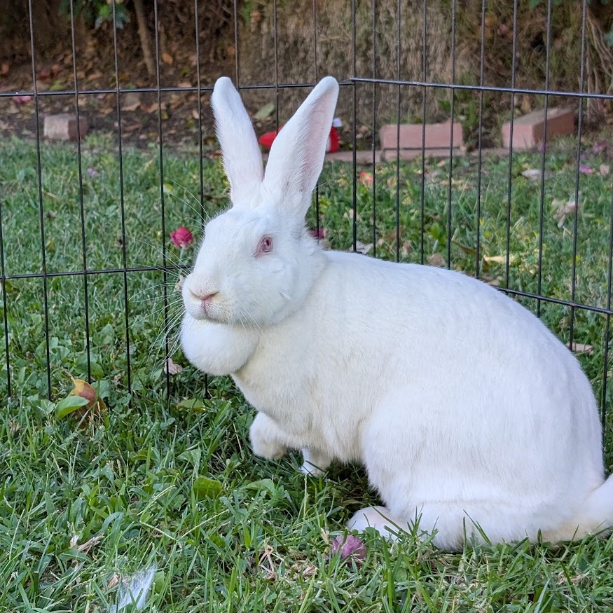 Judy Hopps, photo 4