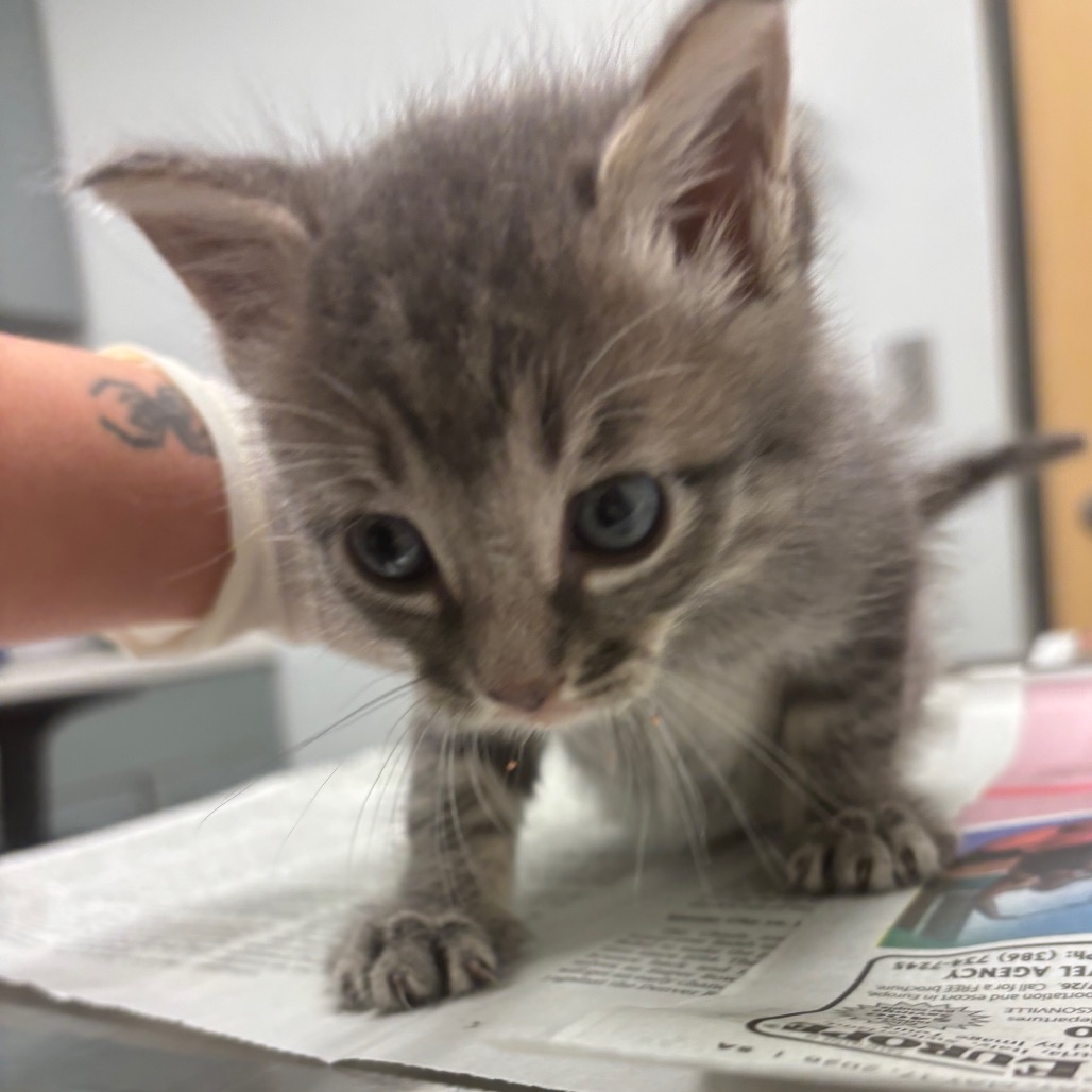 BLUE CYPRESS - Domestic Shorthair available for adoption