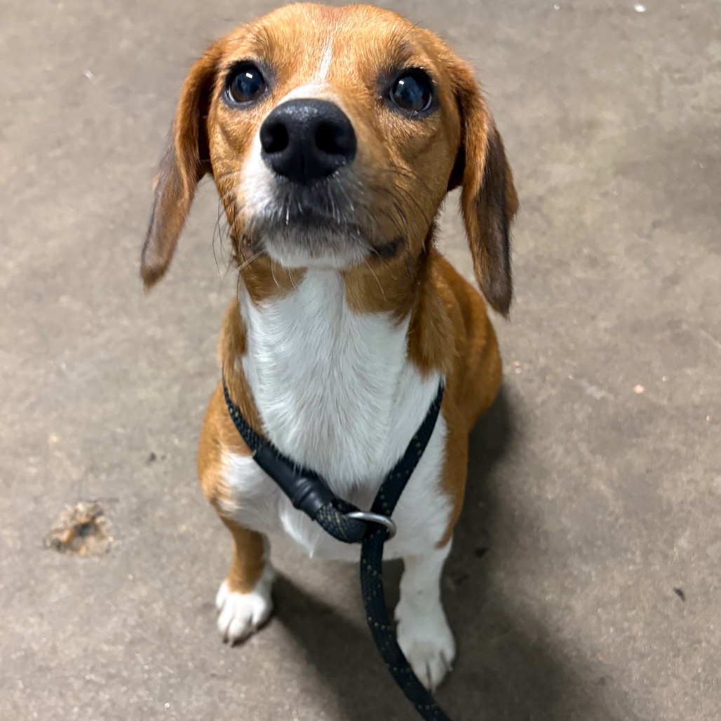 ANGEL - Beagle / Corgi, Cardigan Welsh available for adoption