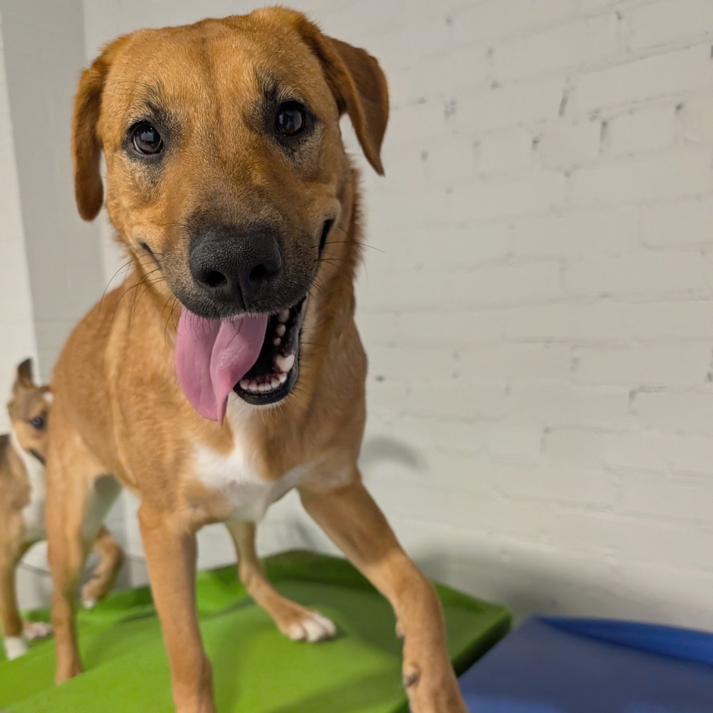 NALA - Retriever, Labrador / Mix available for adoption