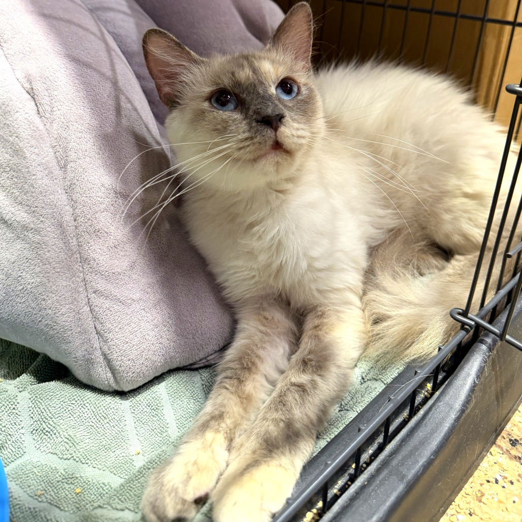 CRYSTAL - Domestic Medium Hair for adoption in Mesa