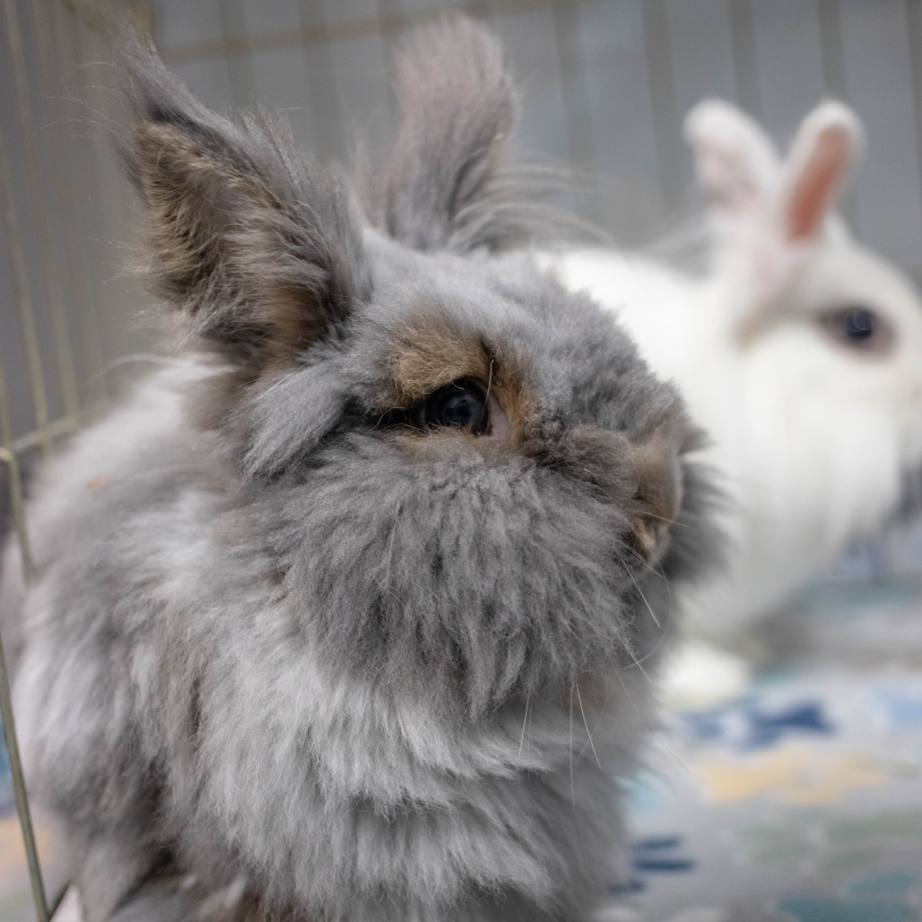 Chowder (bonded with Penny), photo 8