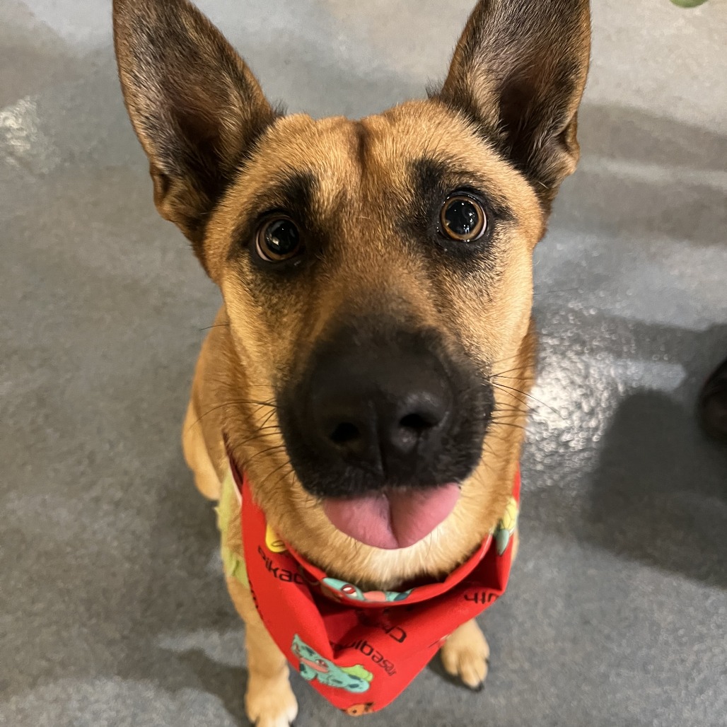 Lexi(Janine), available for adoption at PVAS