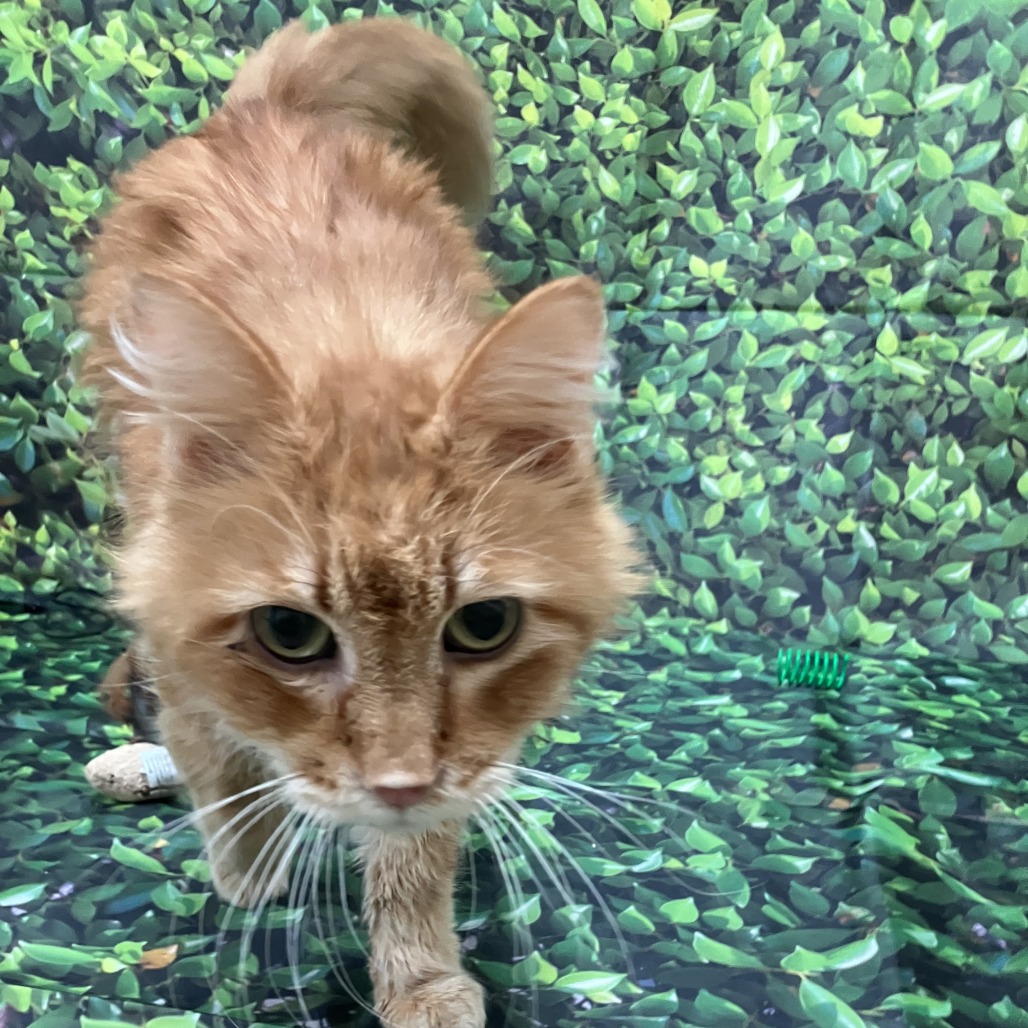 Ferdinand — thumbnail 4