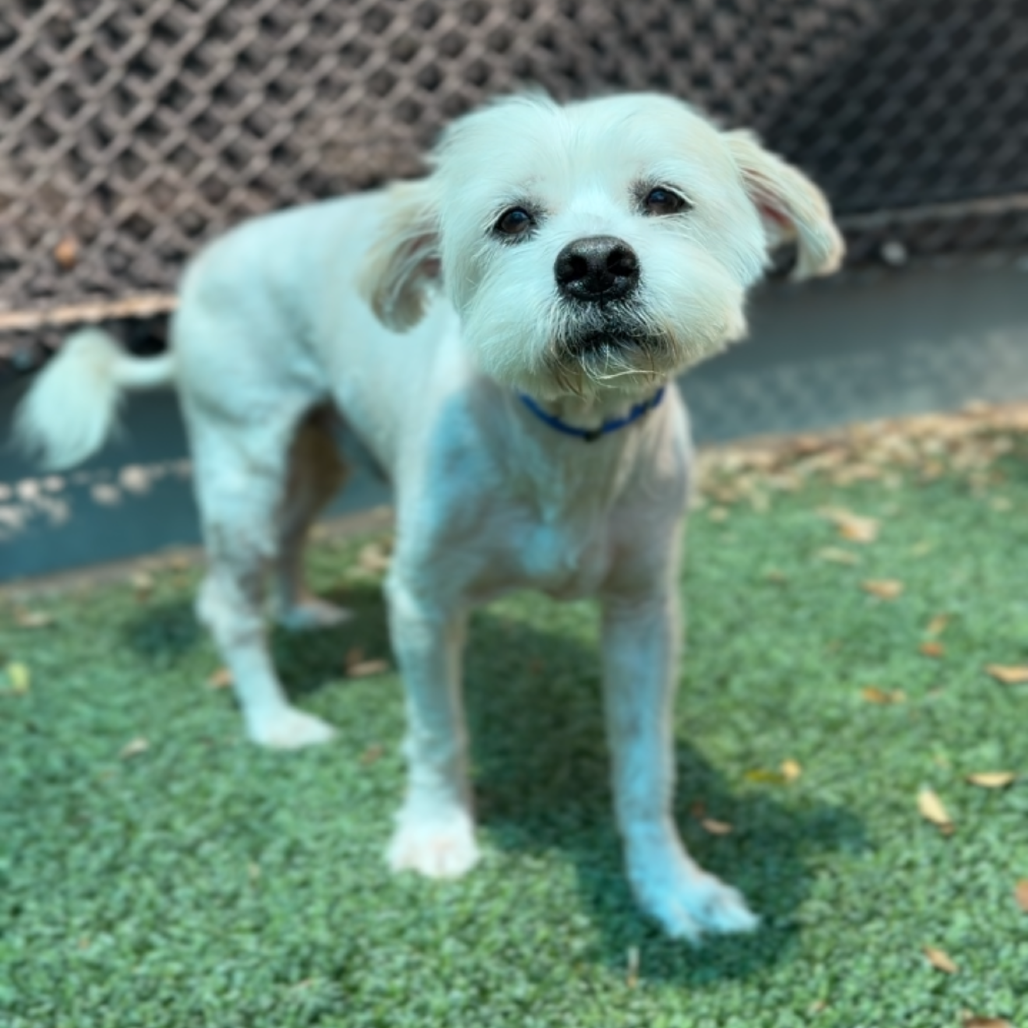 Phil A2282061, photo 5