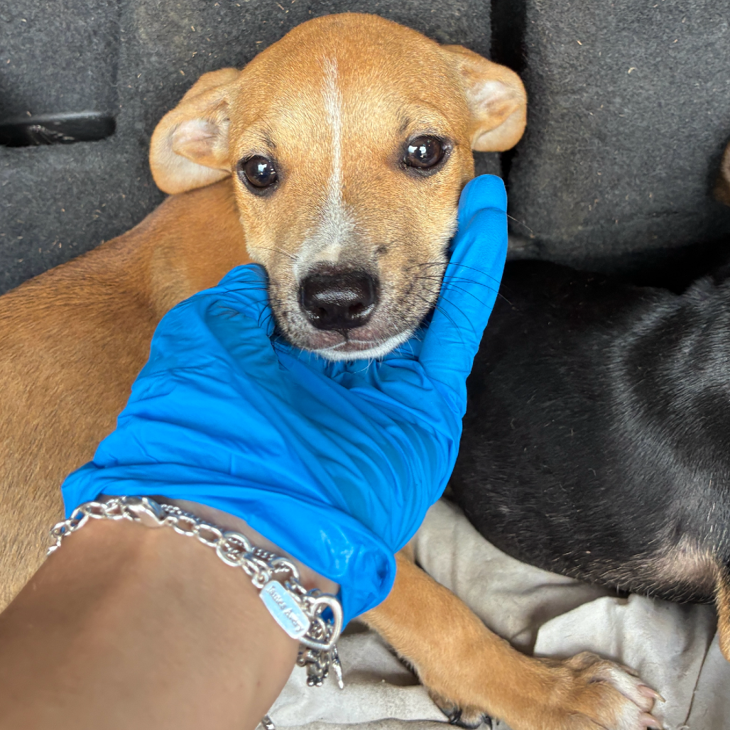 CHARLIE - Terrier, Pit Bull / Mix available for adoption