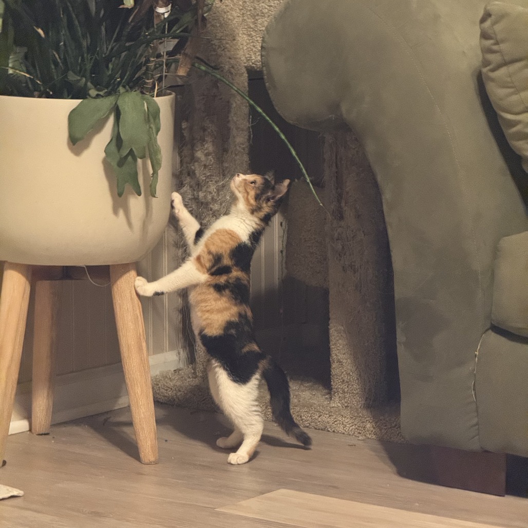 Poppy, an adoptable cat