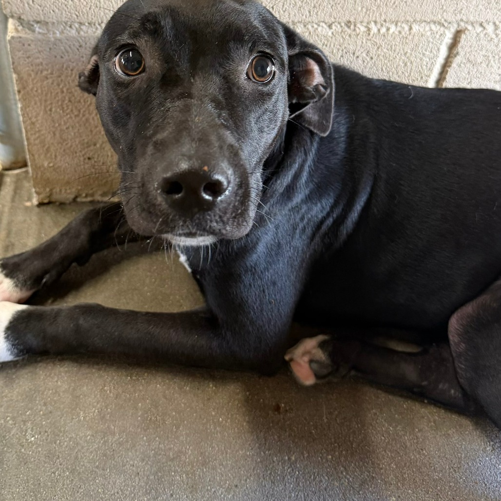 PICK-N-MIX - Terrier / American Pit Bull available for adoption