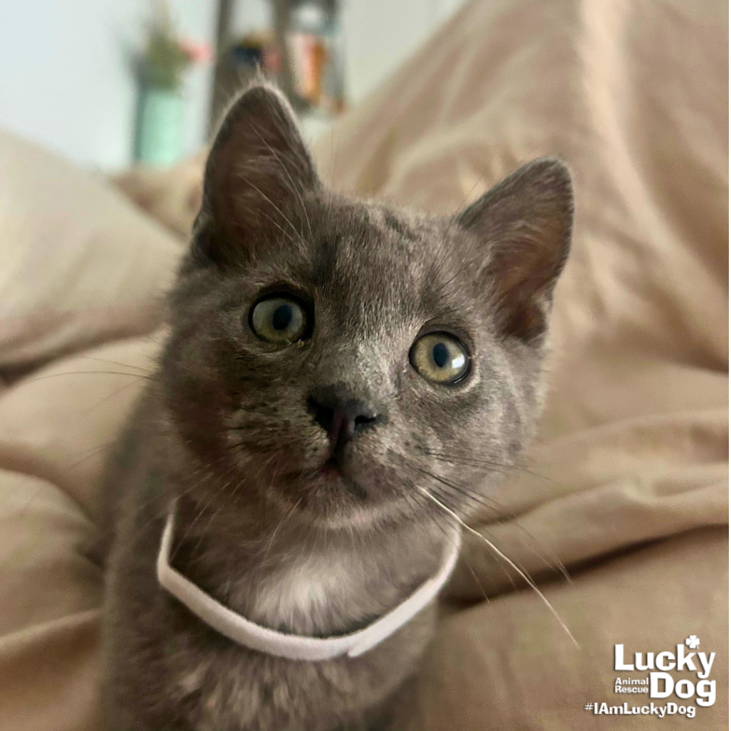 PRIDE - Domestic Shorthair available for adoption