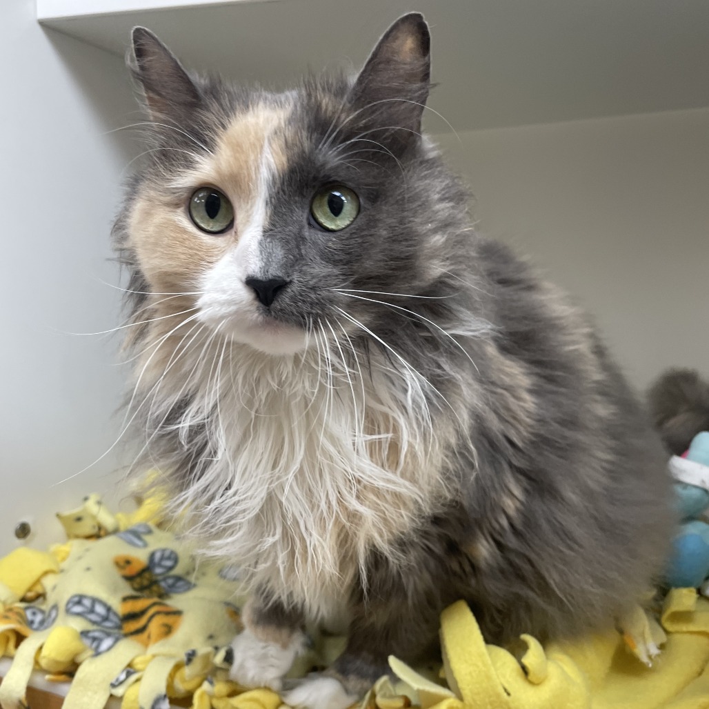 Ashen — thumbnail 3