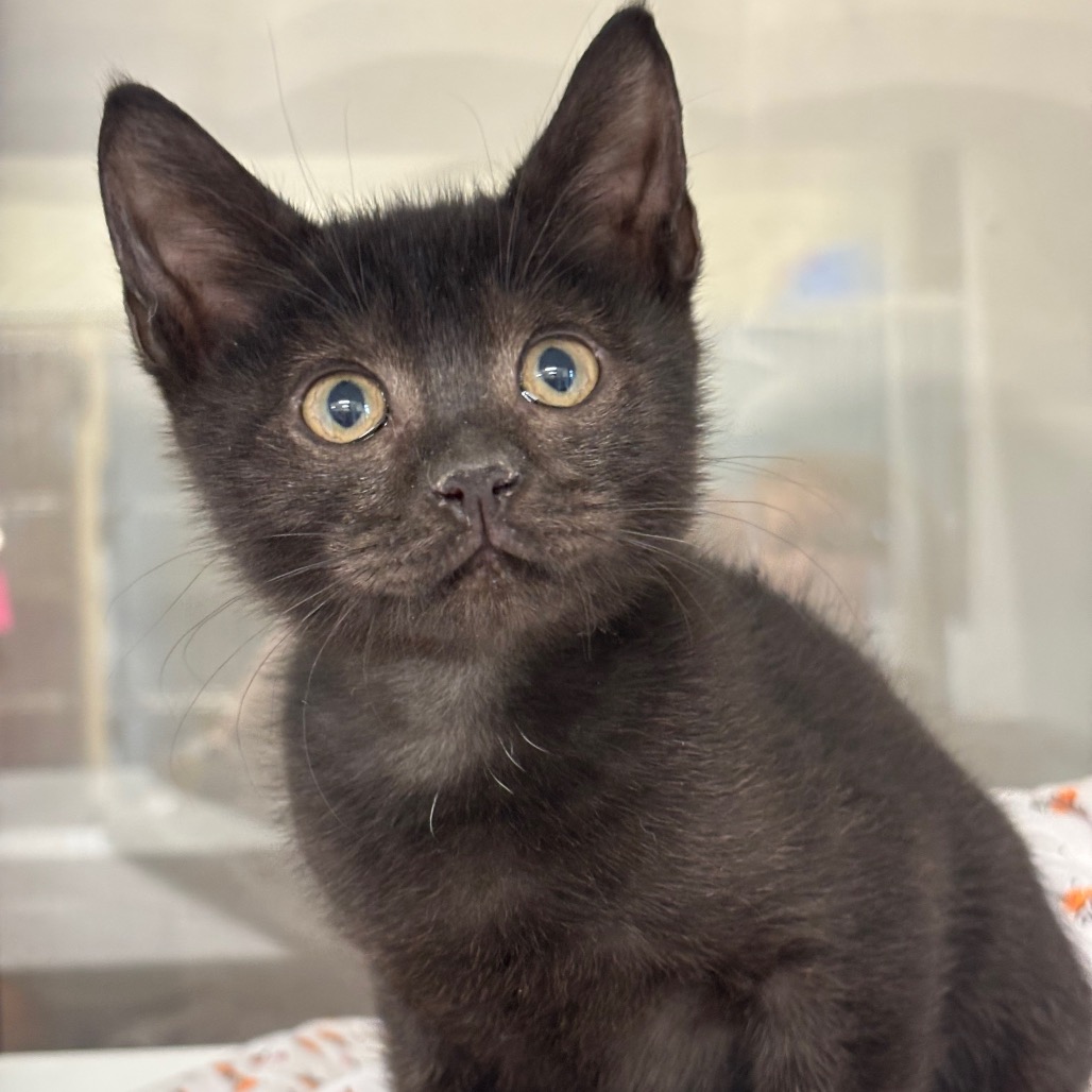 PUMBAA - Domestic Shorthair / Domestic Shorthair available for adoption