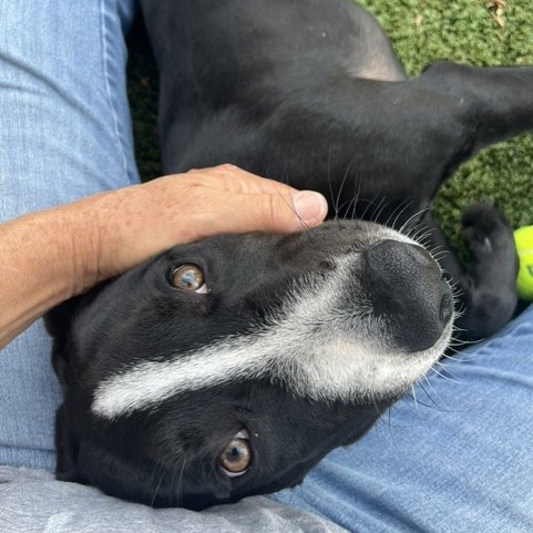 Oreo