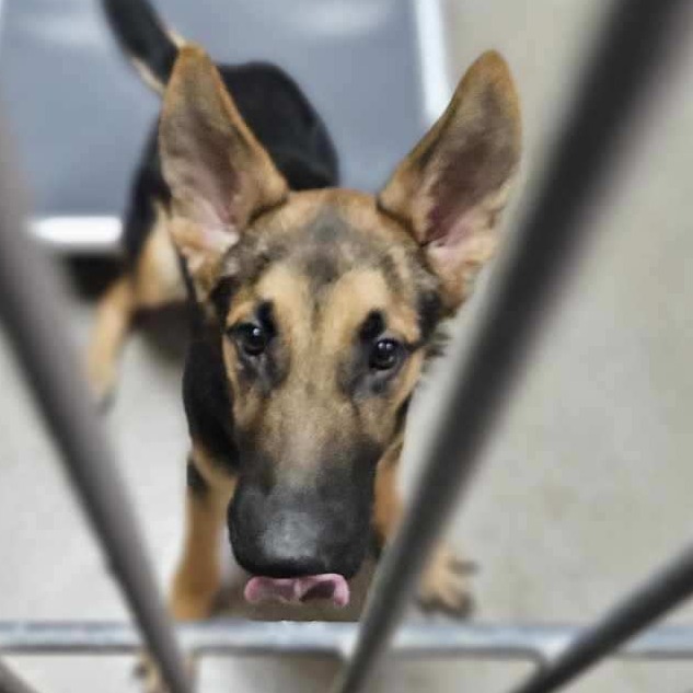 Kennel#16's preview photo