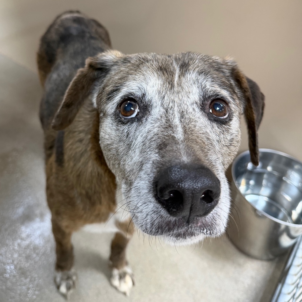 Kennel#34(Kilo)'s preview photo