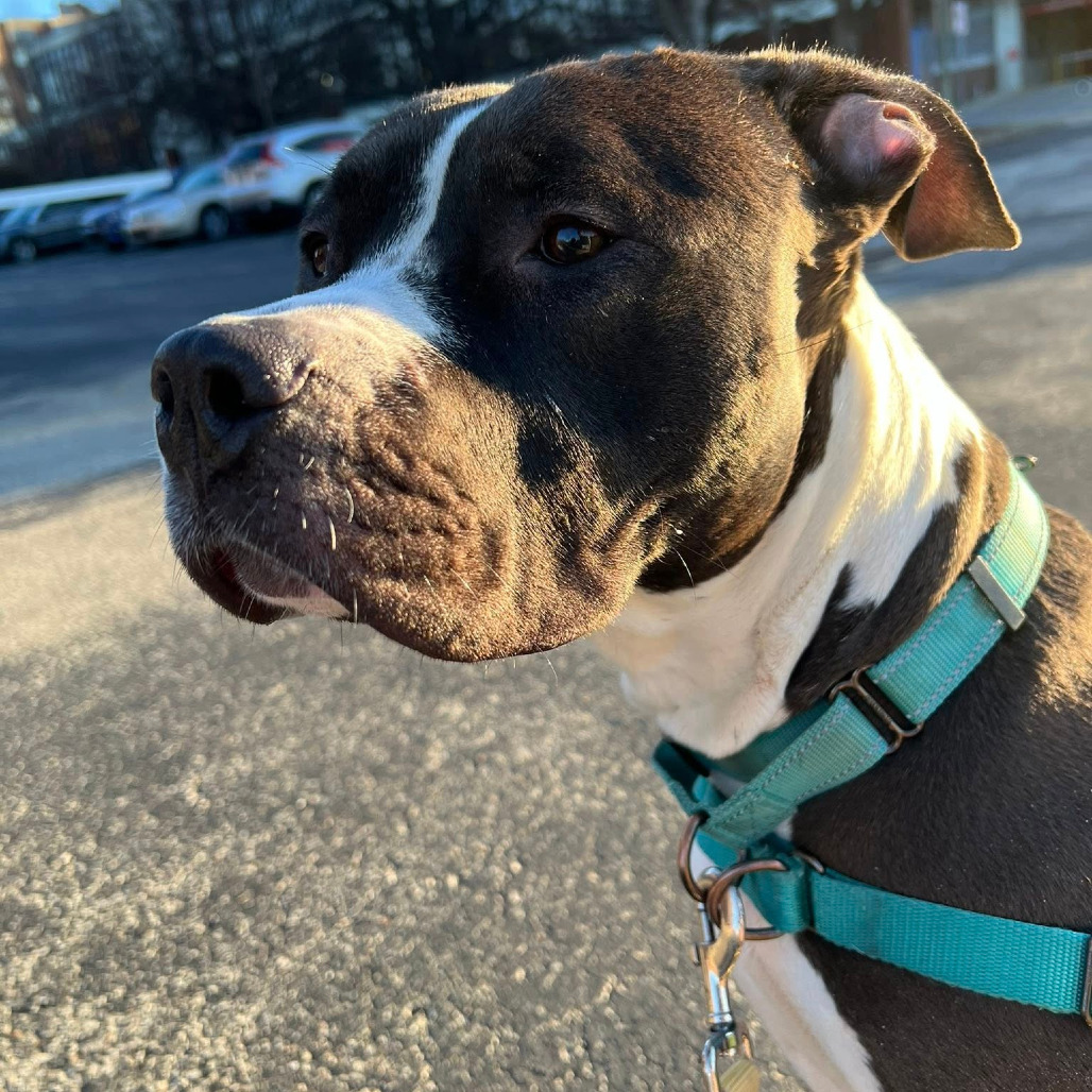 Photo of Sapphire 11