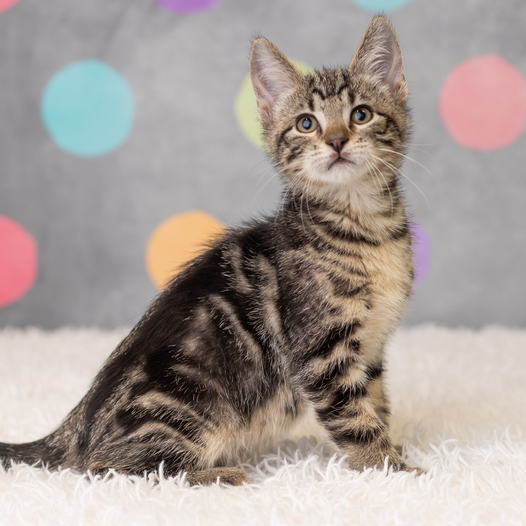 Bengal