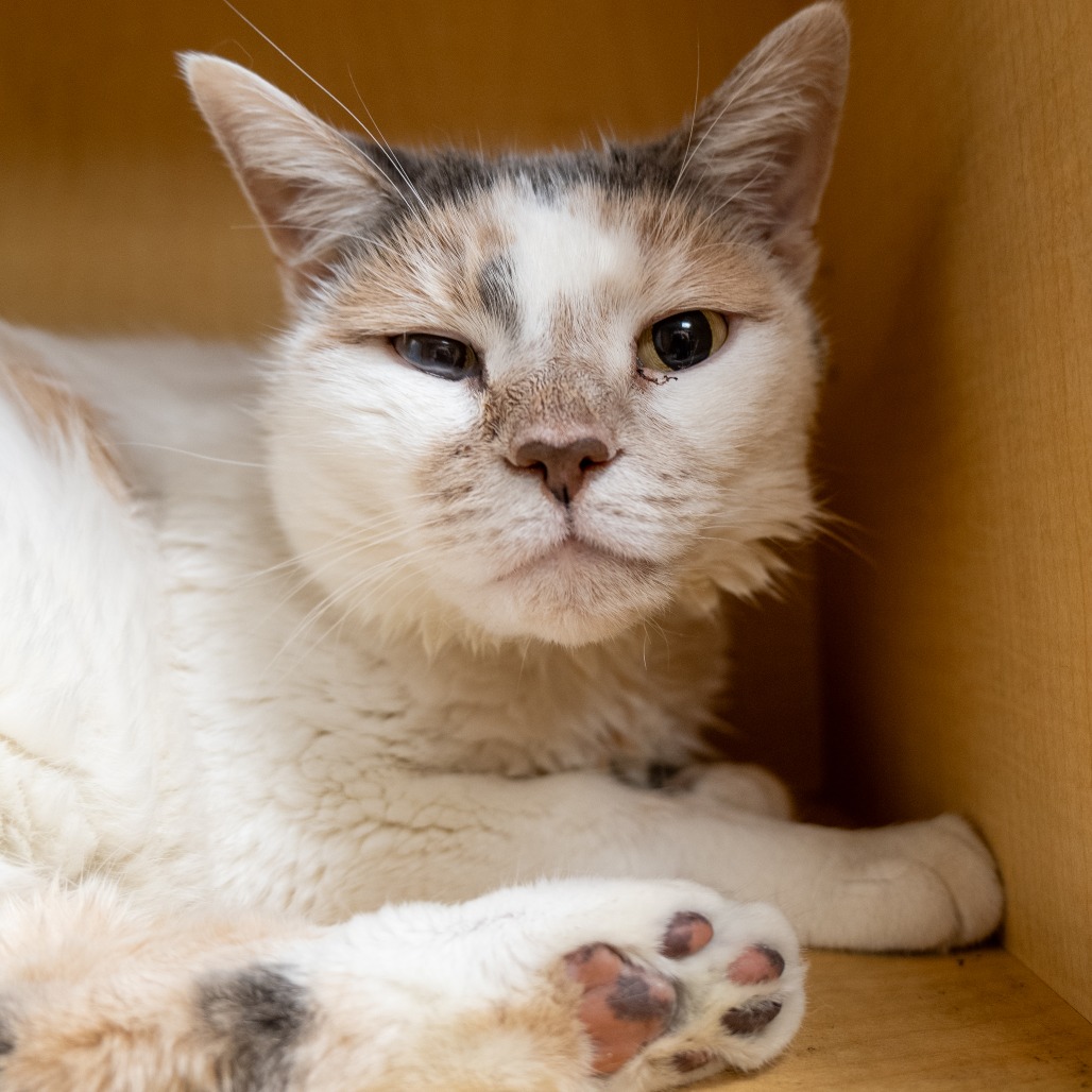 CHICKEN BISCUIT - Domestic Shorthair available for adoption