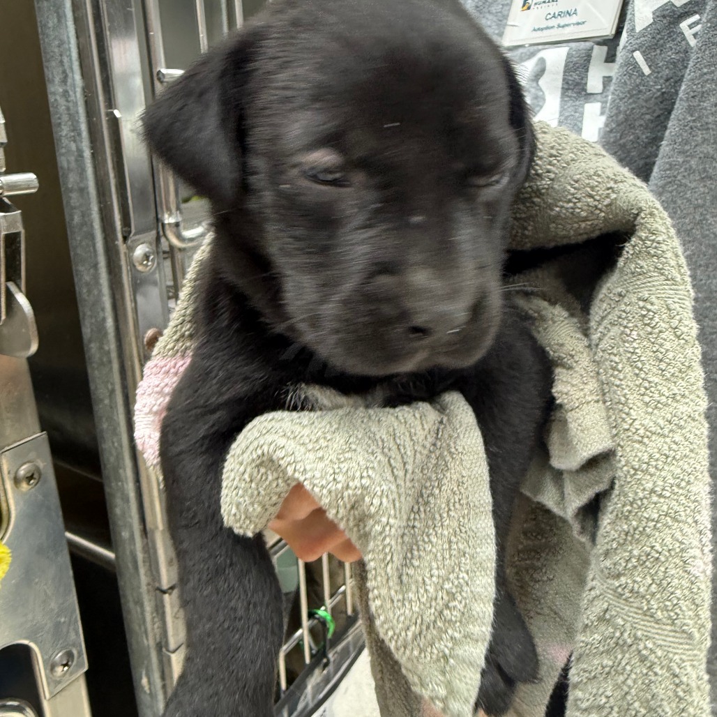 AUTUMN - Mixed Breed (Medium) available for adoption