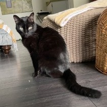 Thackeray: Male 63 Domestic Medium Hair