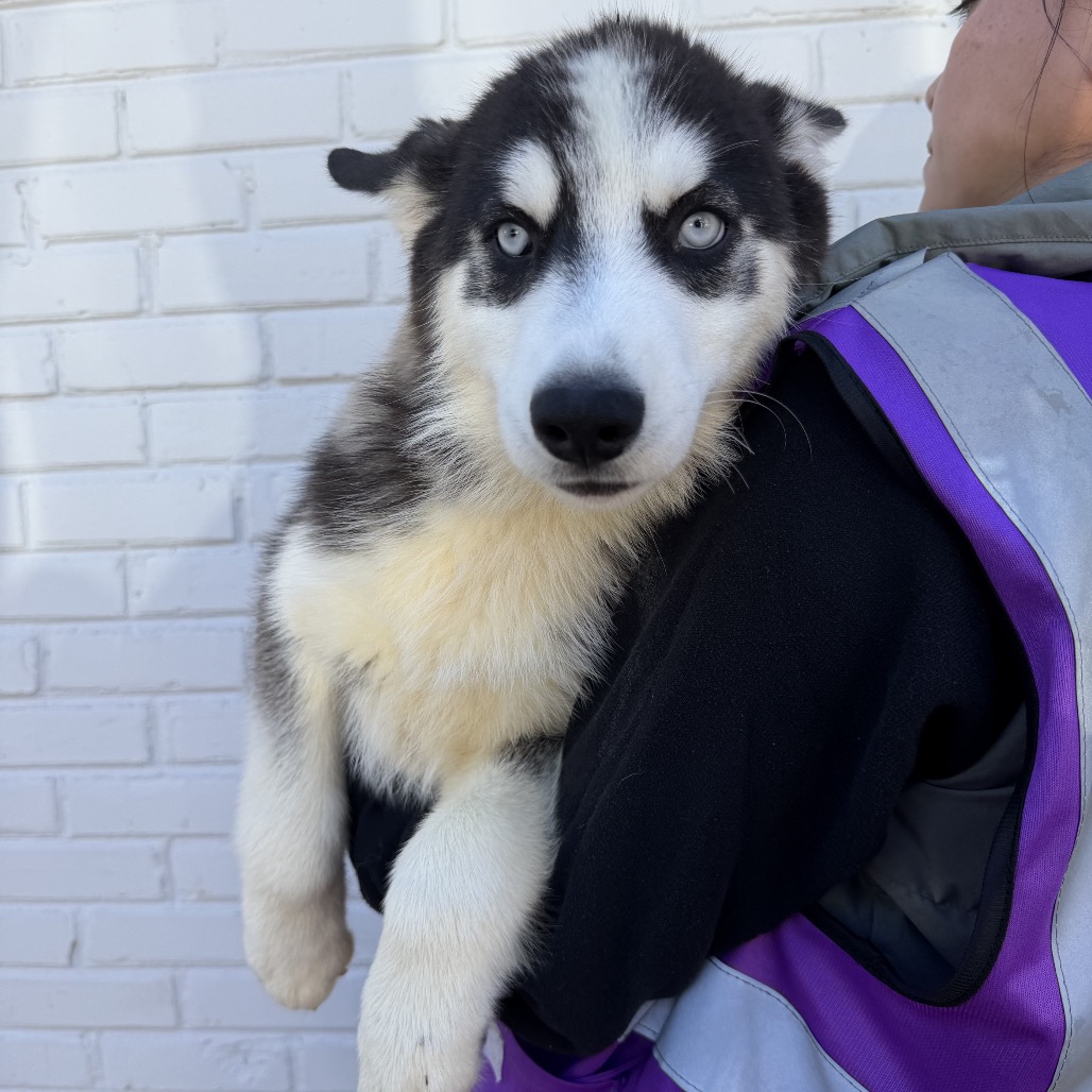 Siberian Husky