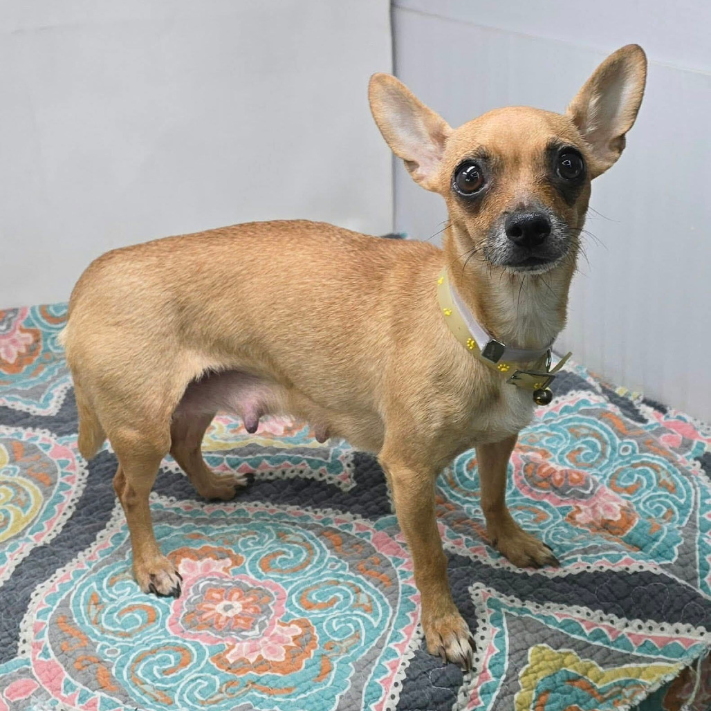FOSTER NEEDED - Esmeralda