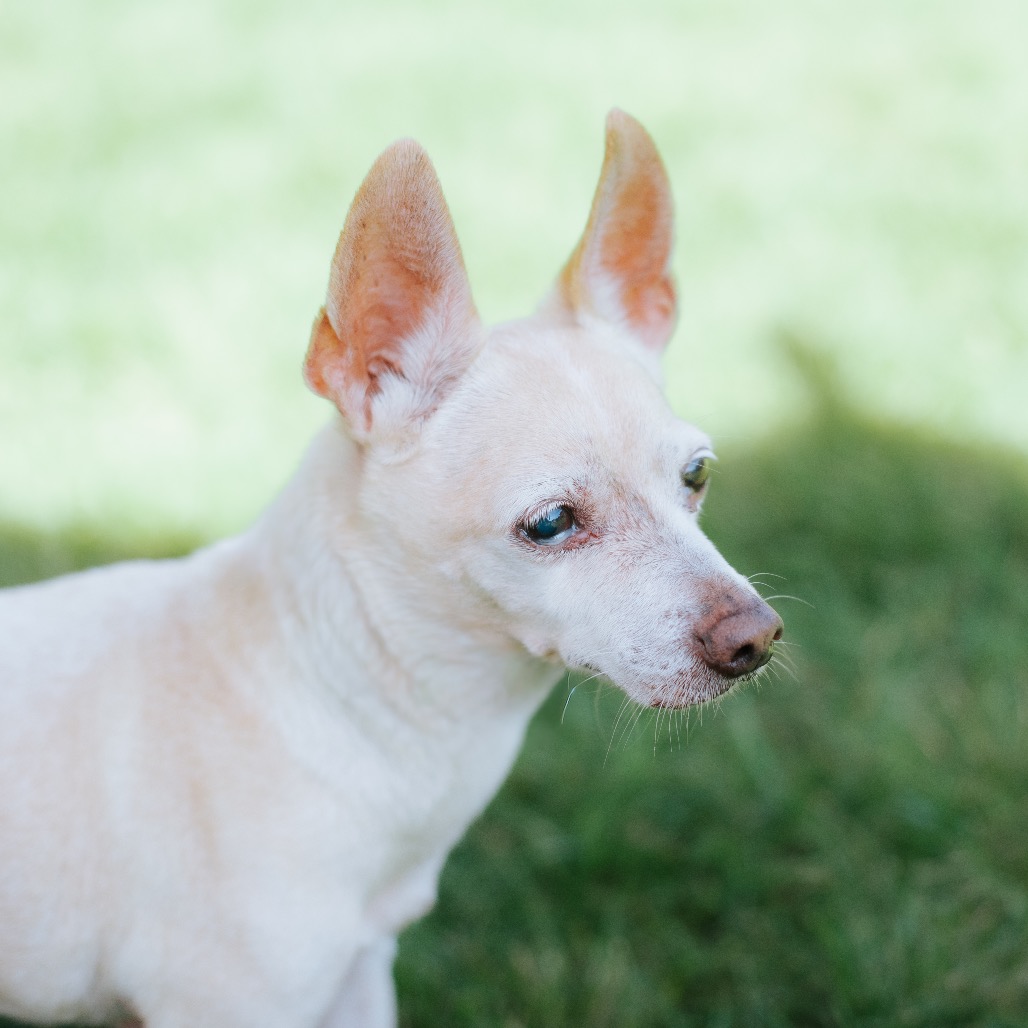 Chihuahua