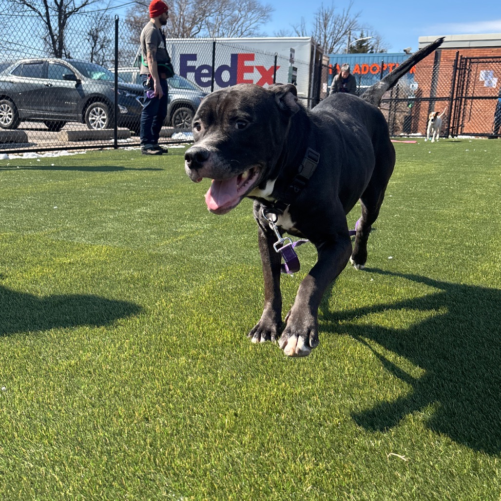 Athena — thumbnail 3