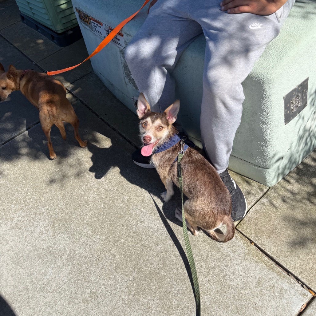 Milo, photo 6