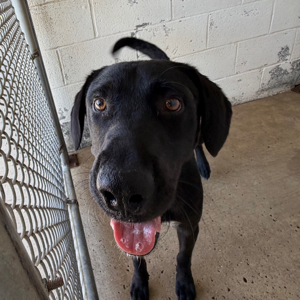 ORLY - Retriever, Black Labrador / Mixed Breed (Medium) available for adoption