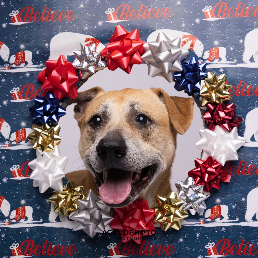 Lilac — thumbnail 5