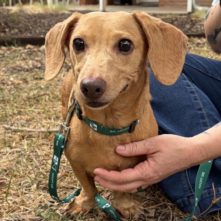 PETRA - Dachshund available for adoption