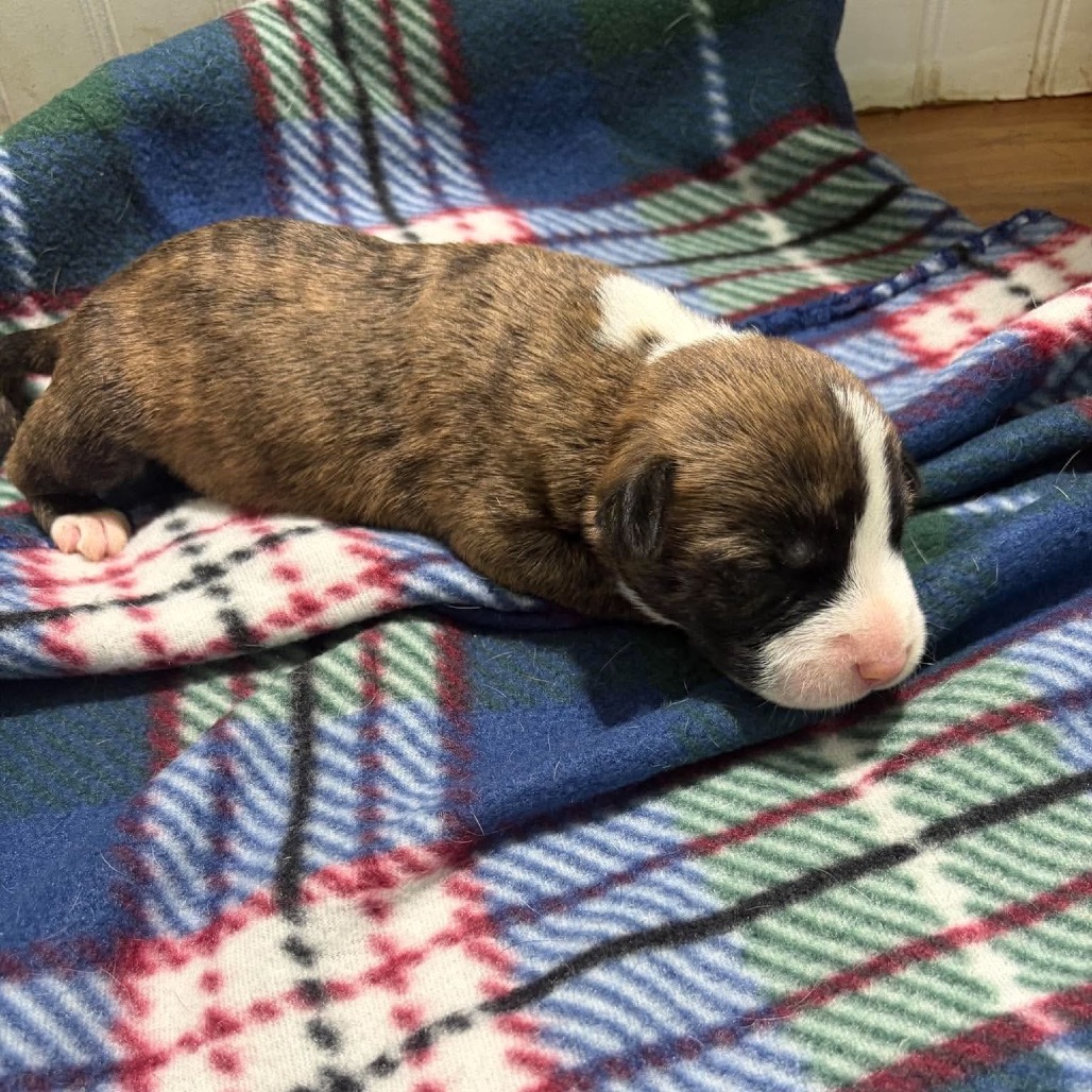 Shamrock, an adoptable Mixed Breed (Medium)
