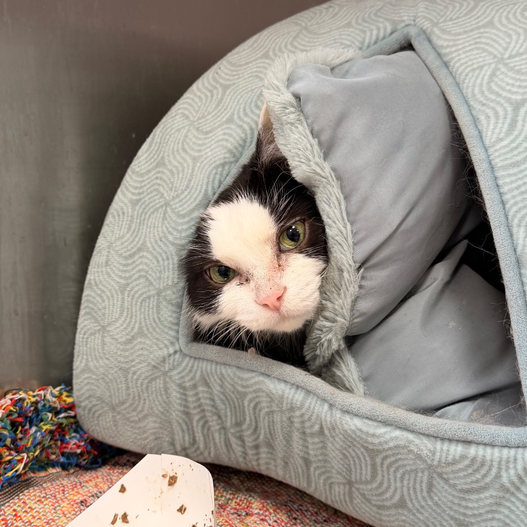 Tally — thumbnail 6