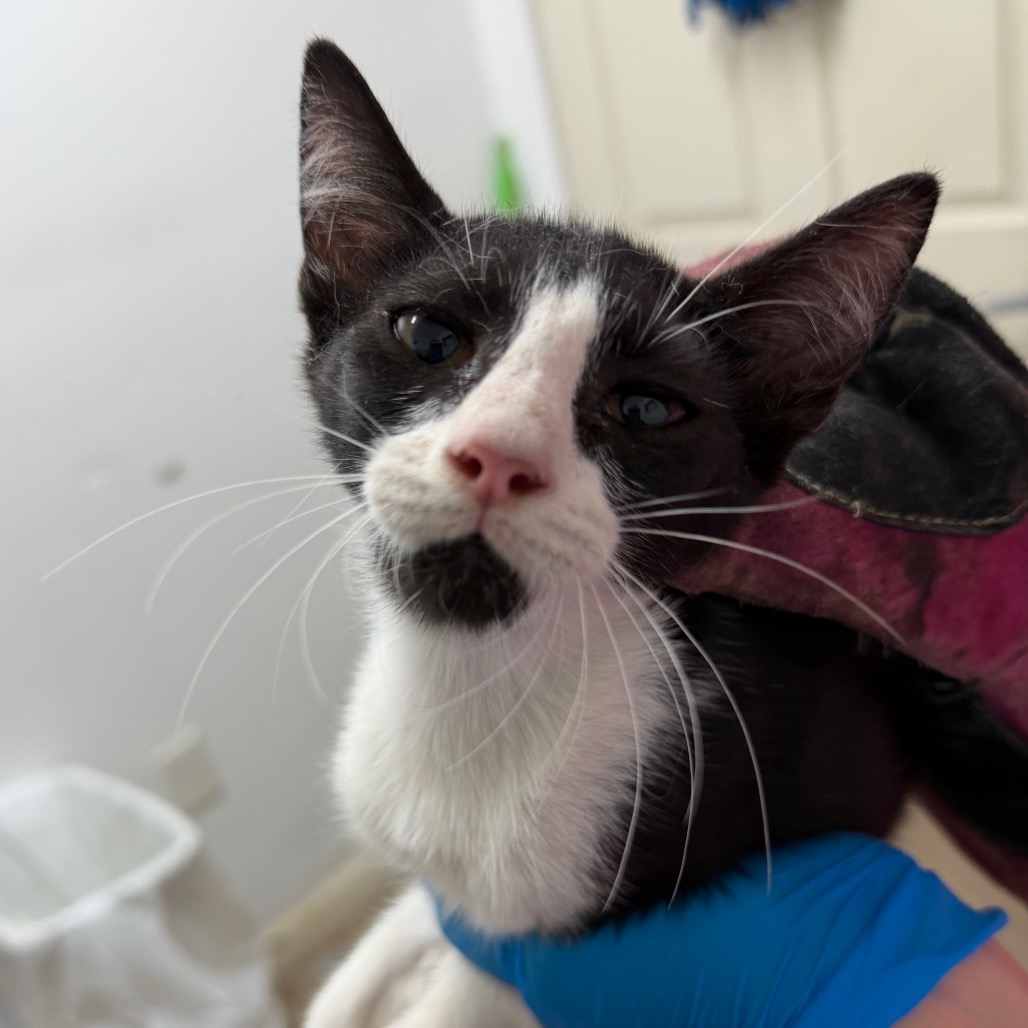 MOE - Domestic Shorthair available for adoption
