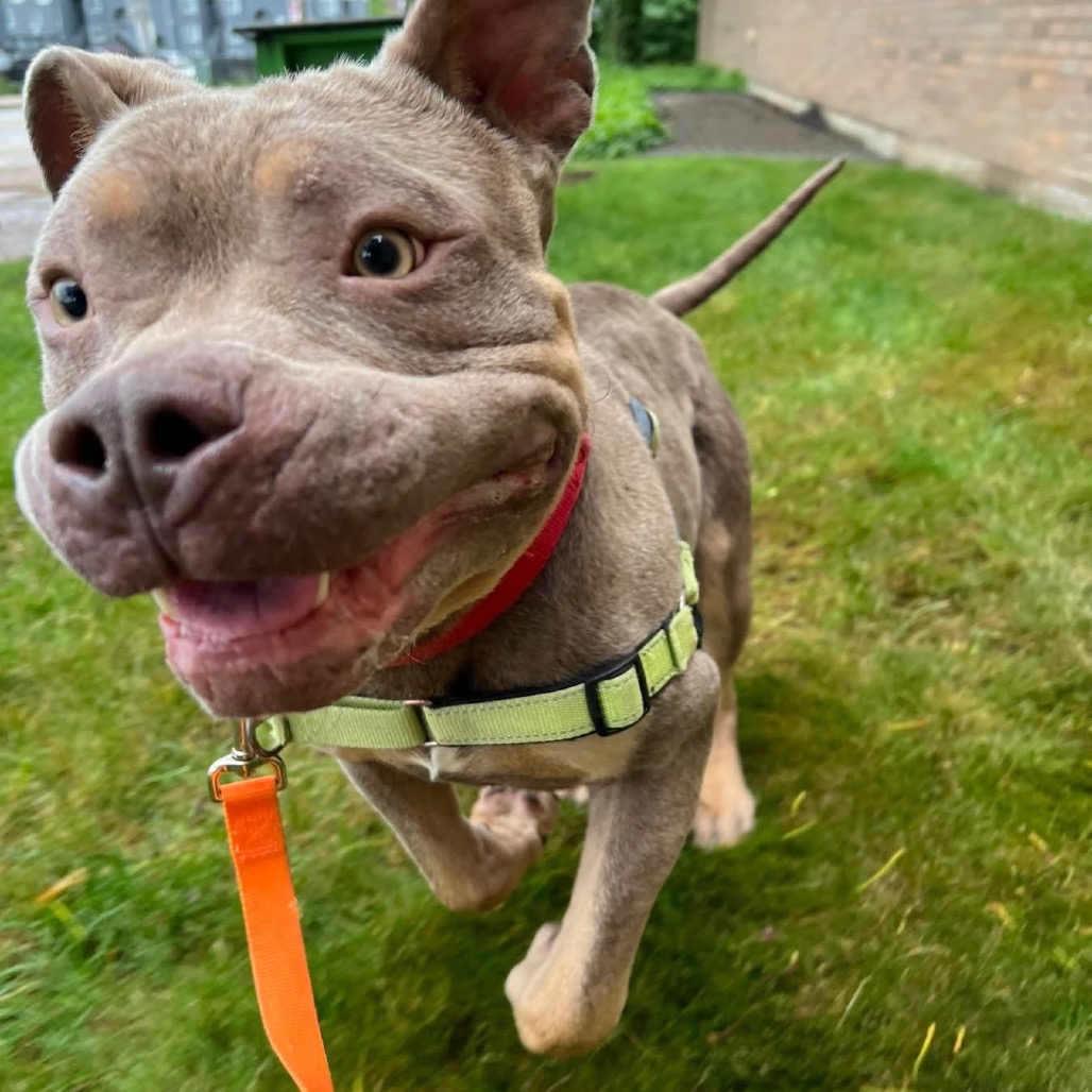 Photo of Meatball 7