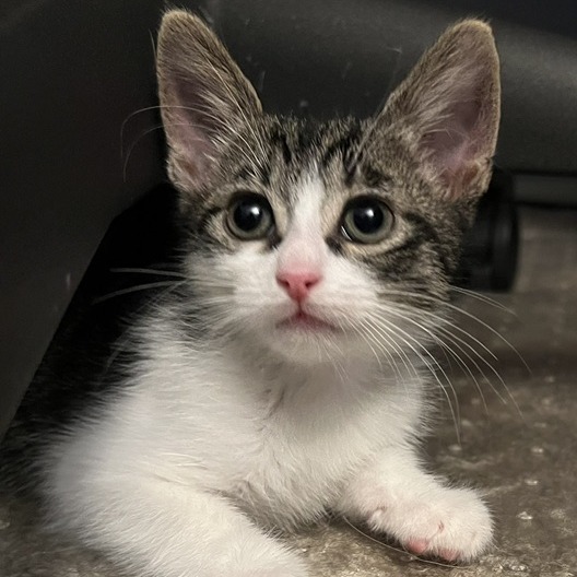 Juniper Bud: Male 2 Domestic Shorthair