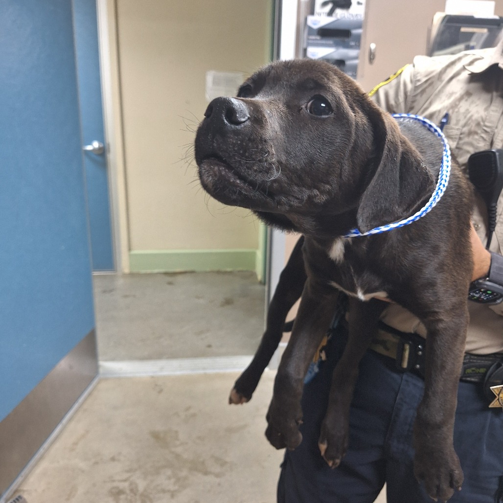 Kennel#5b's preview photo