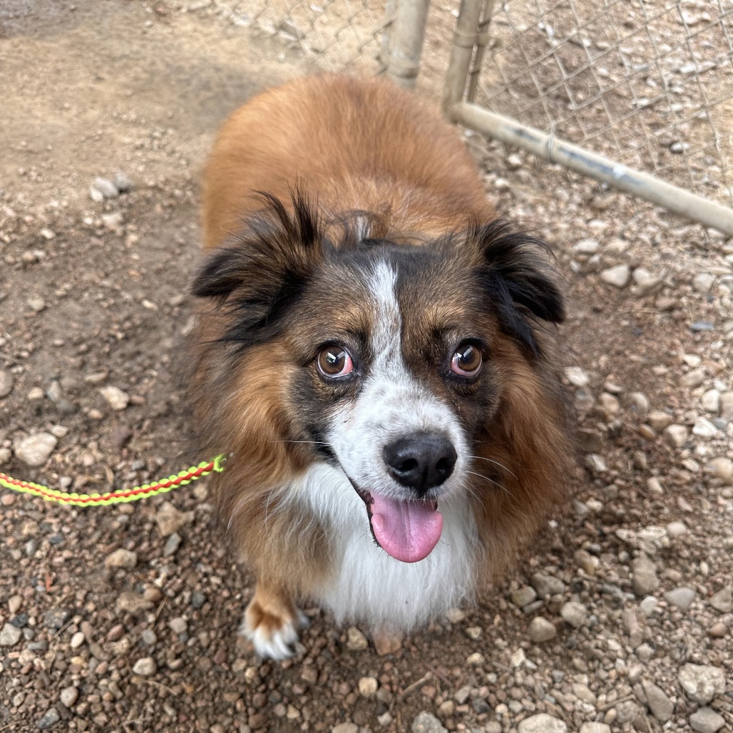 Dorothy Emerald, adoptable senior dog