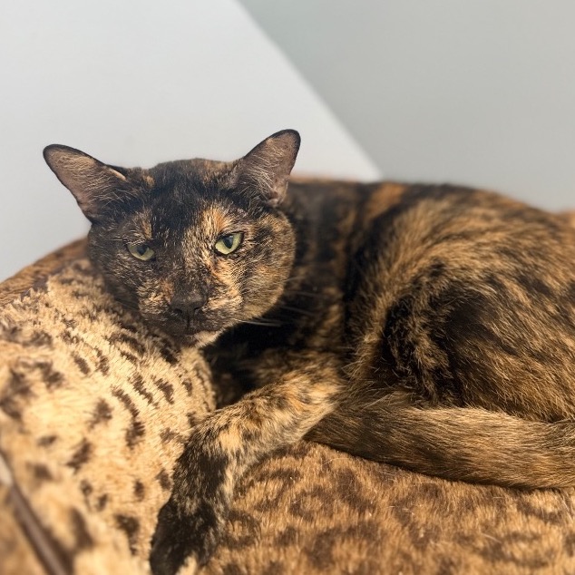 Another portrait of Pixel