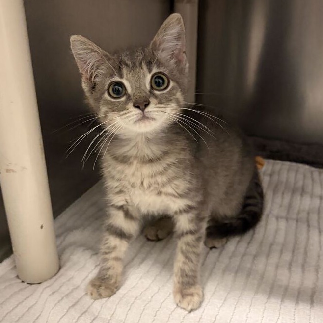 NERO - Domestic Shorthair available for adoption