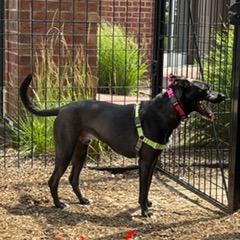 Photo of Chip 24