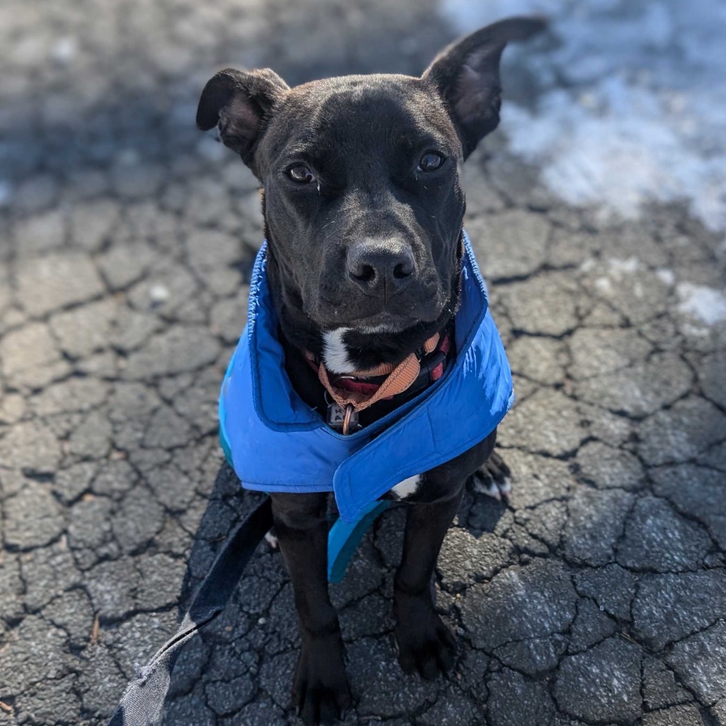 Caesar — thumbnail 2