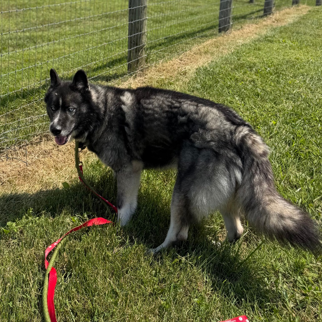 JAX - 003905 - Husky / Chow Chow available for adoption